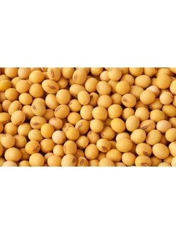 (ขายส่ง) ถั่วเหลืองเม็ด greenpea 2 ขนาด Soy Bean