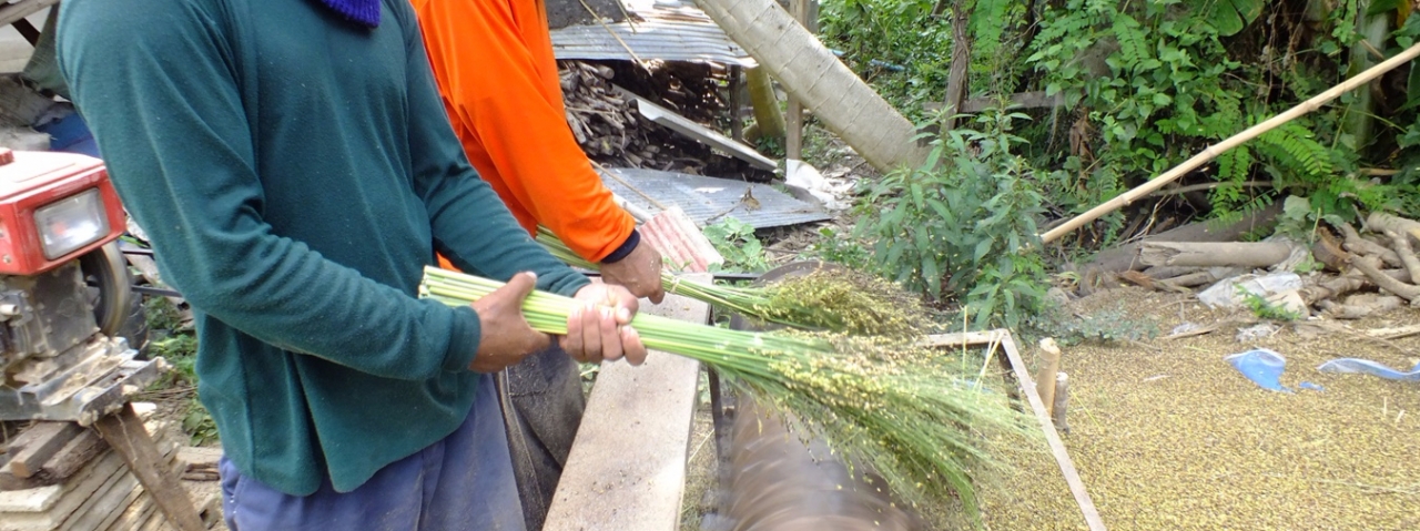 greenpea ข้าวฟ่าง ชนิดผง อินทรีย์ 250กรัม Millet powder