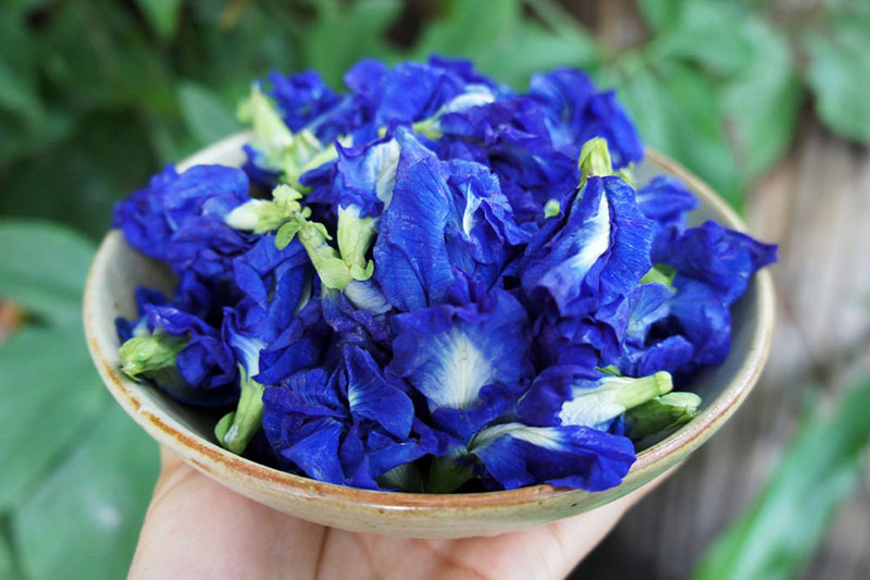 ดอกอัญชันอบแห้ง 100กรัม ออร์แกนิค ตรา ทุ่งสุวรรณ Dried butterfly pea flower