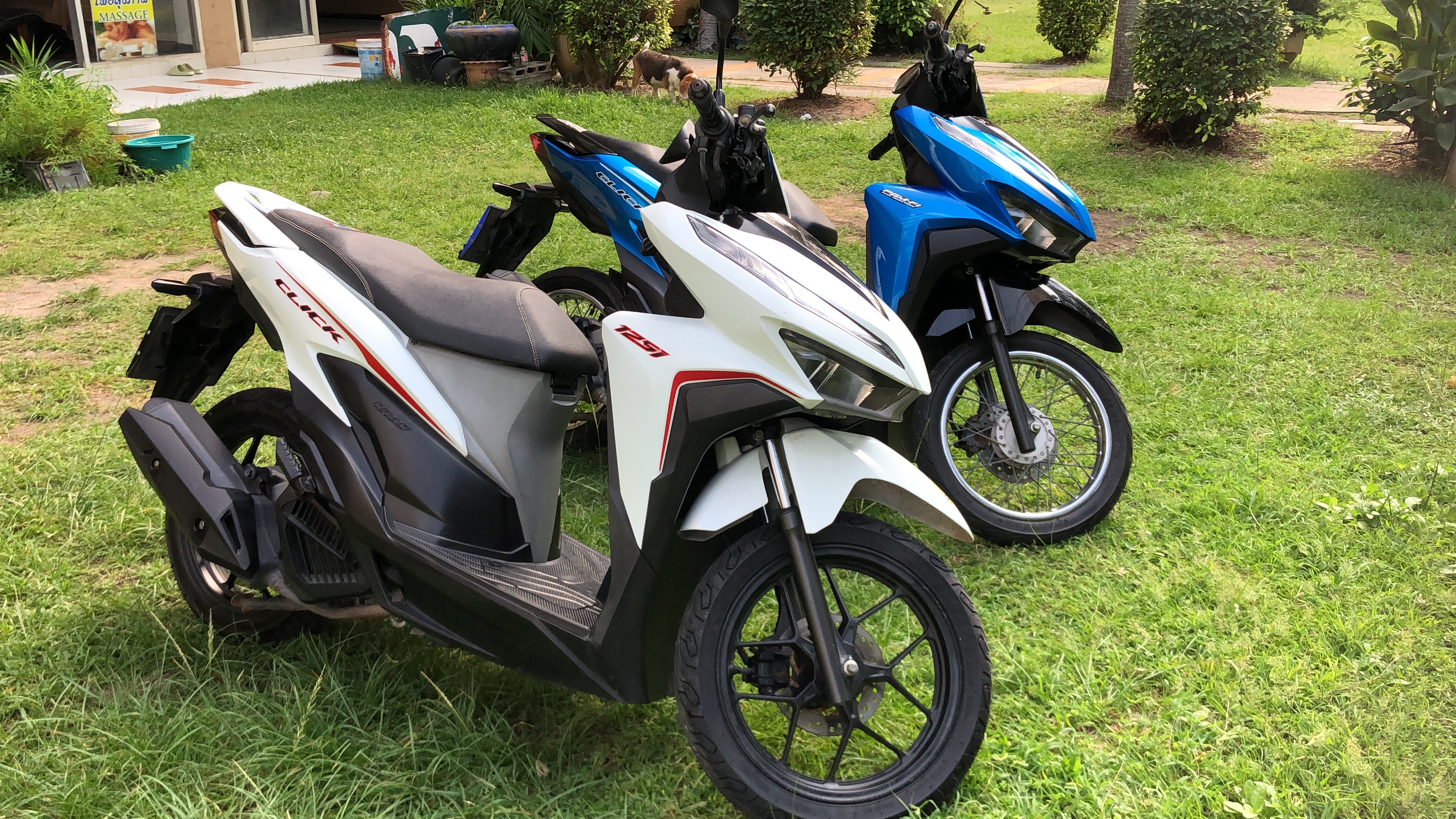Honda Click 125 cc ให้เช่า วันละ 250 บาท รถอยู่หาดแม่รำพึง ระยอง Motorcycle for rent at Mae Rumphueng Beach Rayong 250 baht per day