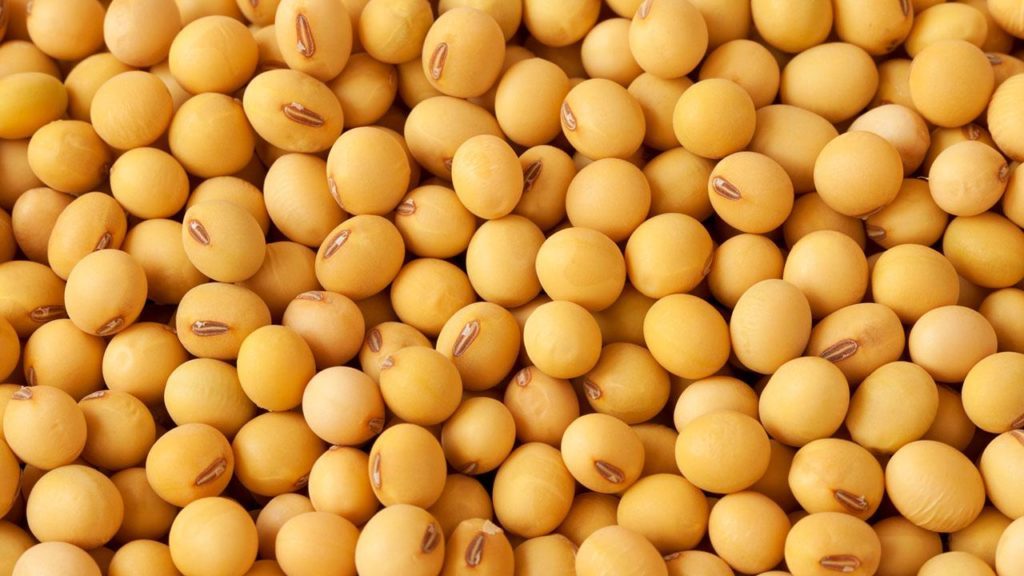 (ขายส่ง) ถั่วเหลืองเม็ด greenpea 2 ขนาด Soy Bean