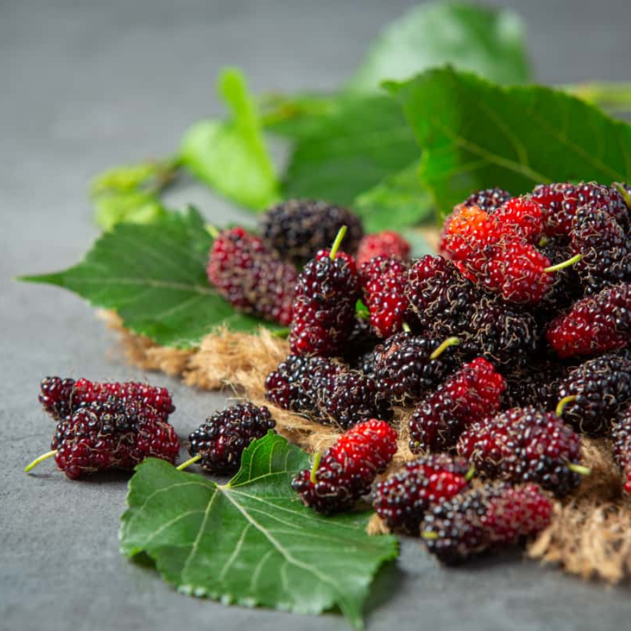 Maetha Organic Mulberry Jam แยมลูกหม่อน สูตรหวานน้อย แยม ลูกหม่อน แม่ทา