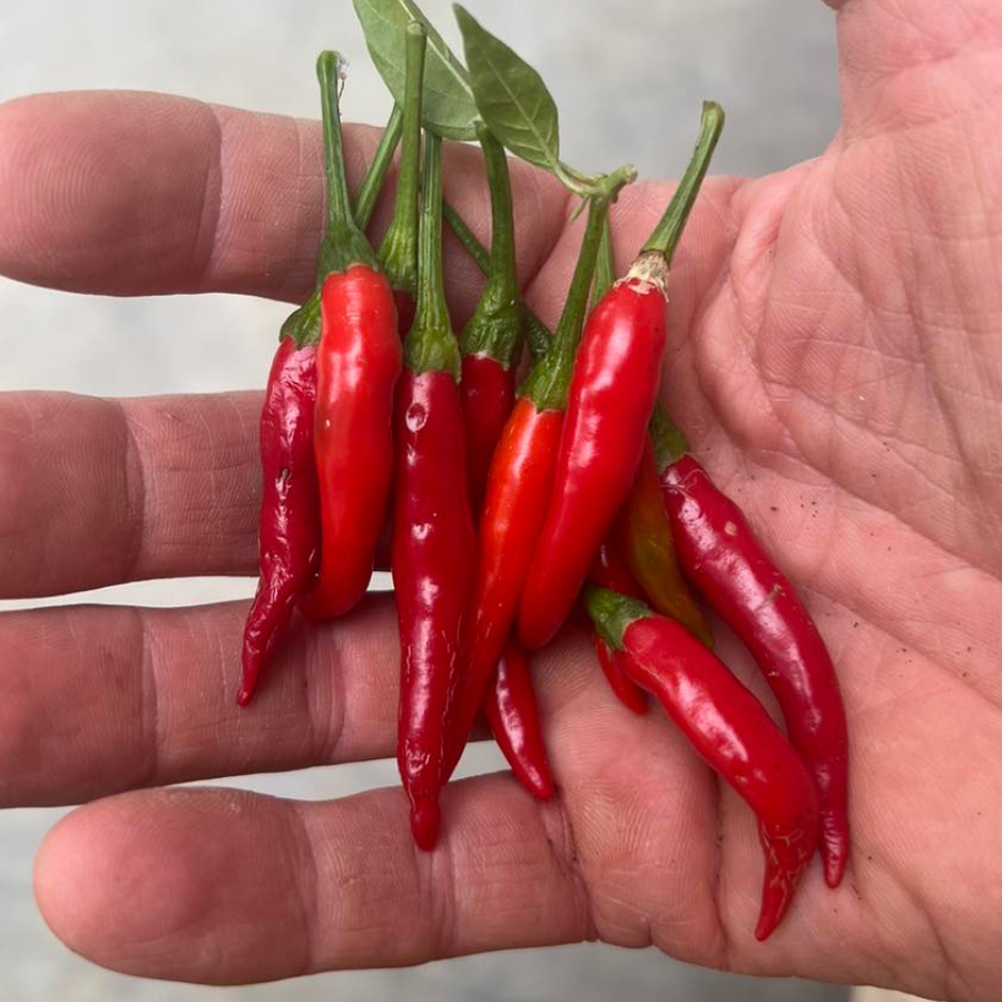 Organic Moon Ground Cayenne Pepper พริกป่น ขนาด 50 กรัม พริกคาเยนป่น ออร์แกนิค มูน ใช้ปรุงหรือผสมอาหาร