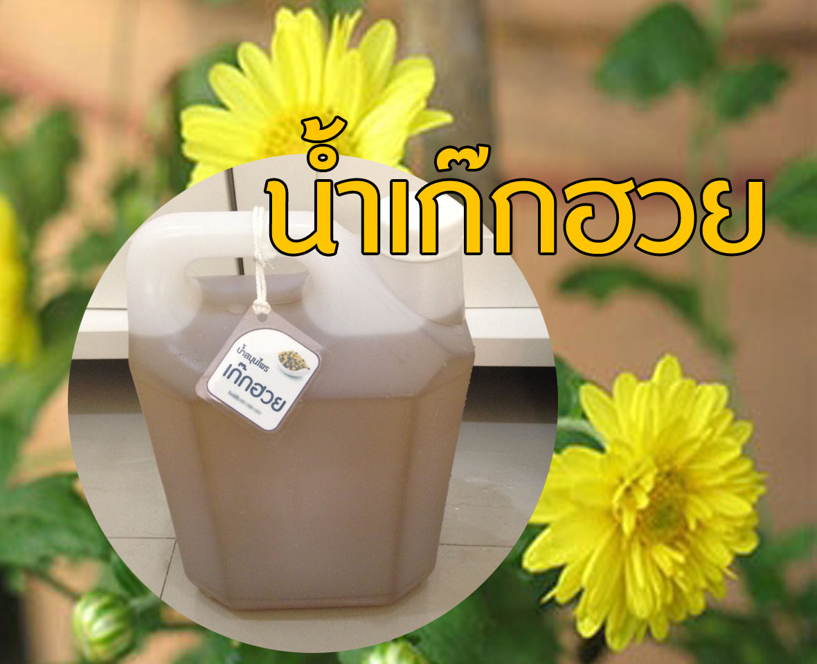น้ำเก๊กฮวย