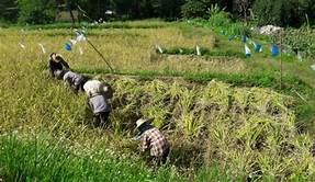 greenpea ข้าวฟ่าง ชนิดผง อินทรีย์ 250กรัม Millet powder