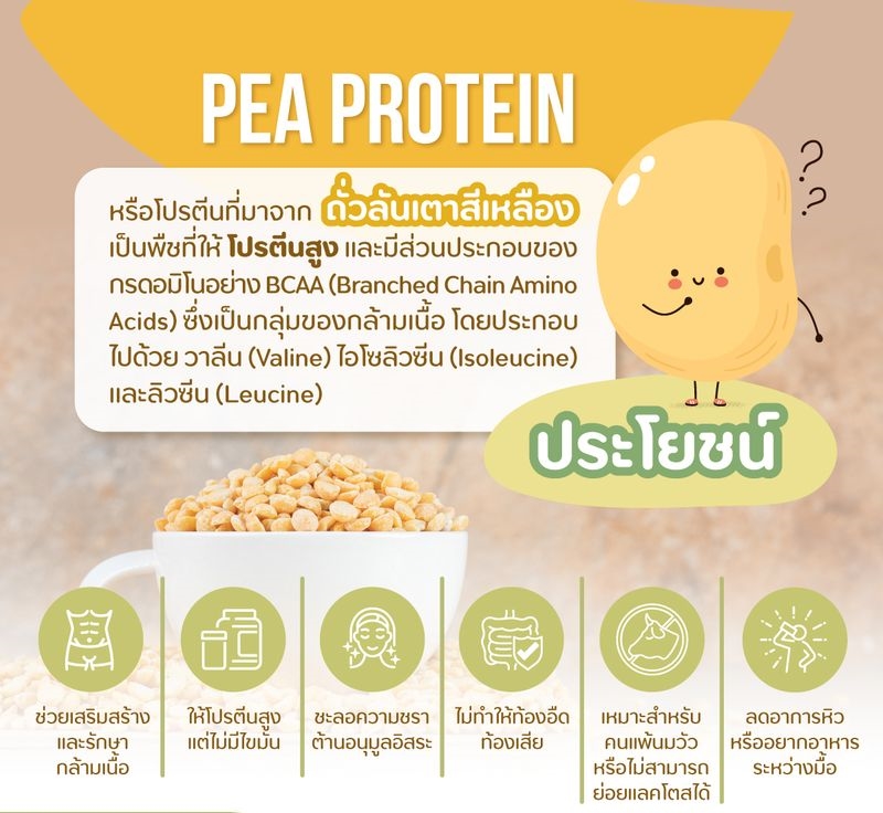 ผงถั่วลันเตาสีทอง อินทรีย์ 400g. (ผงชงพร้อมดื่ม) PEA Protein 100%
