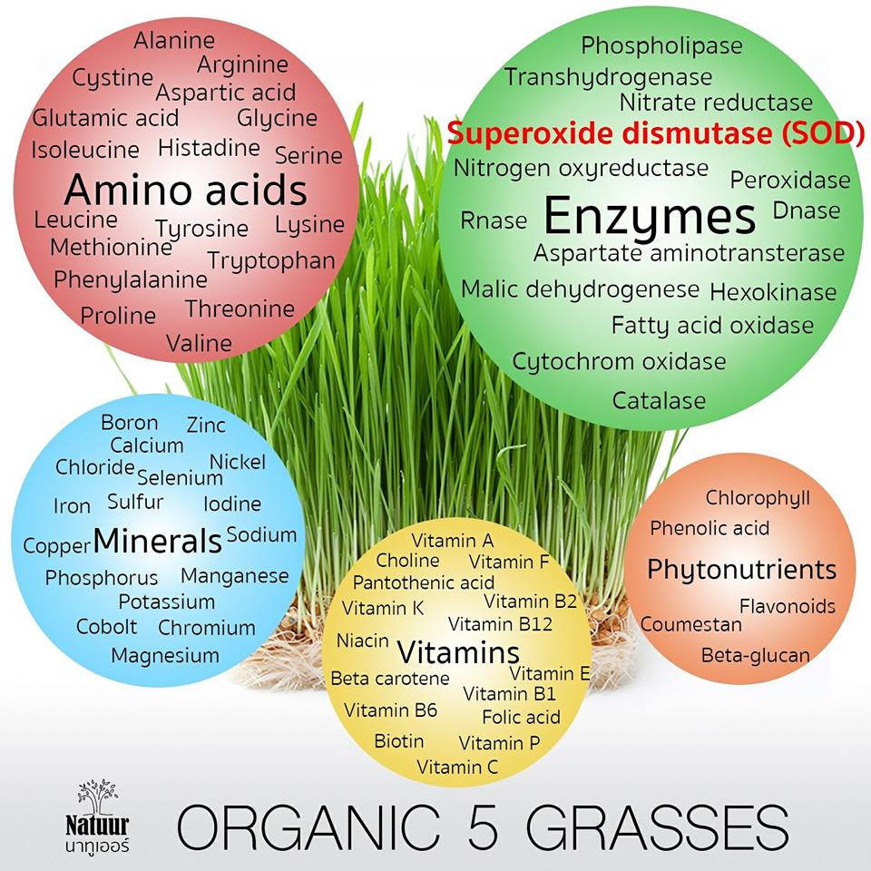 NATUUR YOUNG 150g. เครื่องดื่มต้นอ่อนข้าวสาลีผสมใบอ่อนข้าวบาร์เลย์และอัลฟัลฟ่าผง