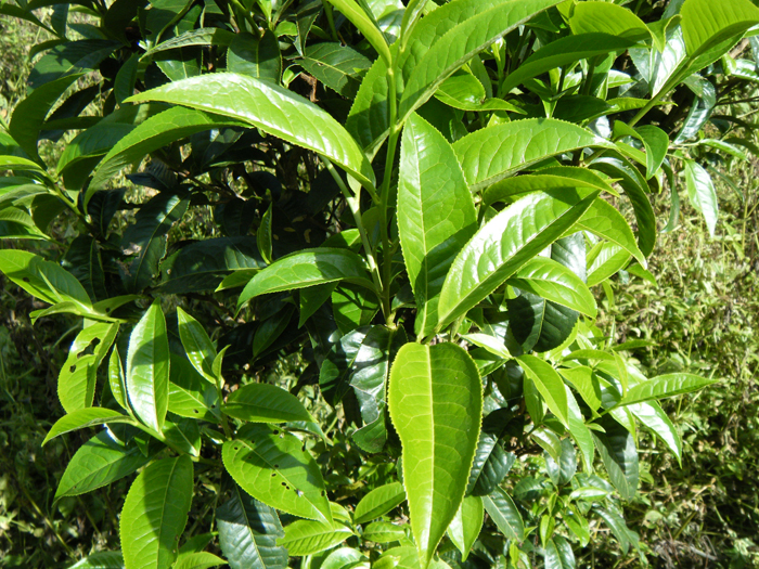Suan Lahu Miang tea ชาเมี่ยง สวนลาหู่ ขนาด100กรัม ,ชาเมี่ยงเพื่อสุขภาพ,
