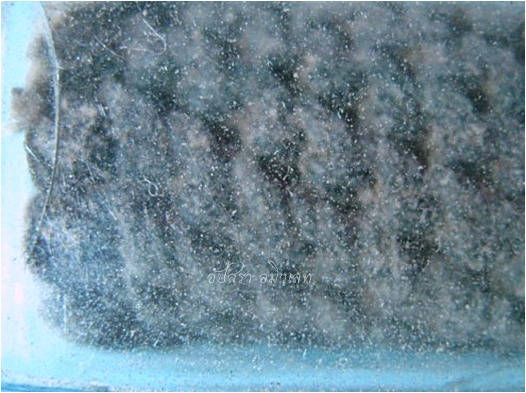 ตะกรุดถักเชือก ไม่ทราบที่