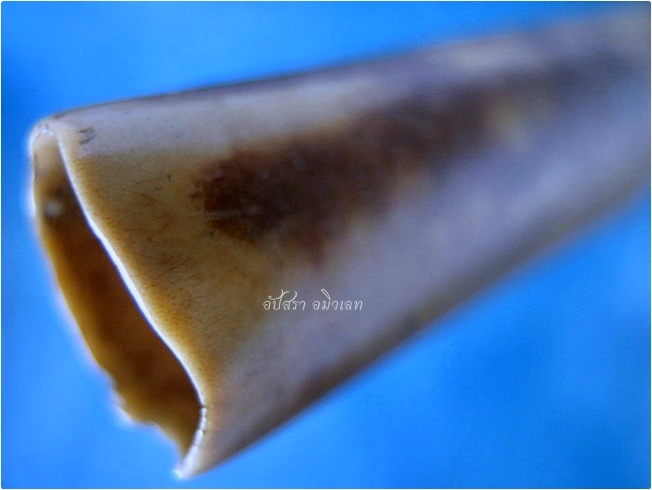 ตะะกรุดกระดูกห่าน