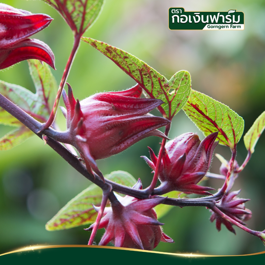 กอเงิน ฟาร์ม กระเจี๊ยบแดงผง ขนาด 200 กรัม Roselle Powder ไม่แต่งสี ไม่แต่งกลิ่น ธรรมชาติ พร้อมใช้ Gorngern Farm