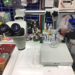 กล้องจุลทรรศน์ SunShine รุ่นปรับตาส่องได้